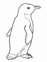 Coloring Pages Penguin Penguins Printable Kids Emperor sketch template