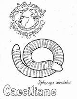 Caecilian Amphibian sketch template