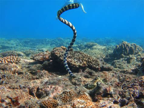 sea snake   bottom   coral reef