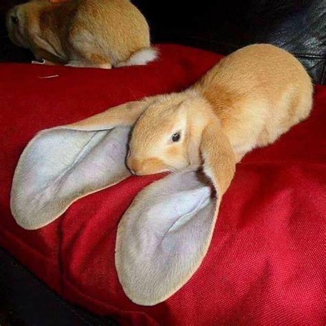 ears   cute rabbit gag