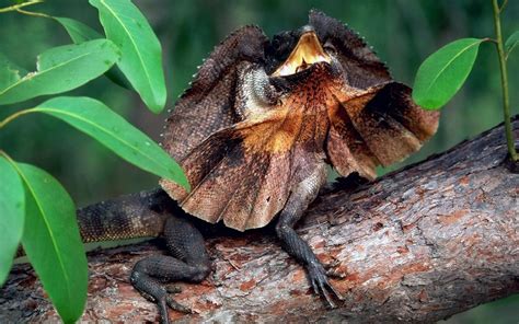frilled neck lizard wallpaper  background image  id