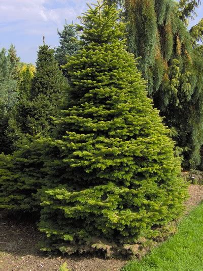 gallery  conifers plant