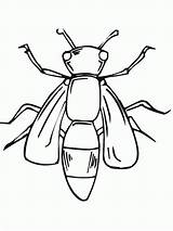 Coloring Pages Bug Kids sketch template