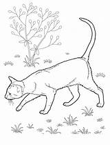 Coloring Cat Pages Adults Realistic sketch template
