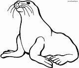 Seal Harp Getdrawings Drawing Coloring sketch template
