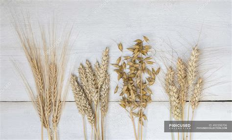 crops rye barley wheat oats   wooden background