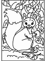 Scoiattolo Eekhoorn Eikel Dieren Colorare Eichhörnchen Tiere Coloratutto sketch template