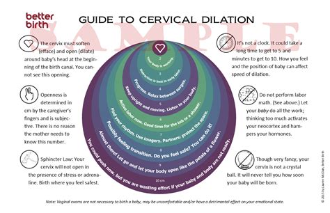 cervix dilation printable guide better birth blog