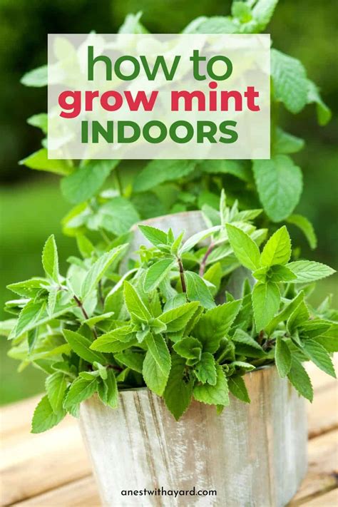 growing mint indoors  proper watering  care  nest   yard