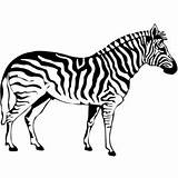 Zebra Clipartbest sketch template