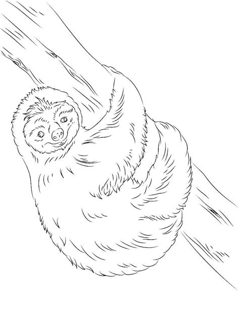 sloth coloring page easy  images  printable coloring pages