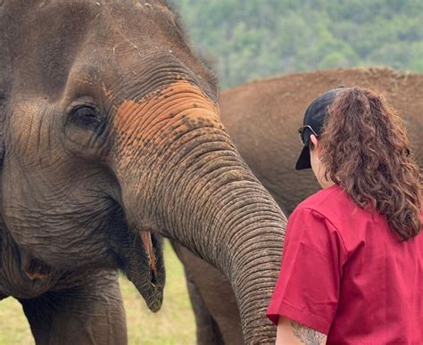 ran tong save and rescue elephant centre chiang mai all you need to