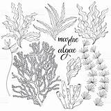 Algae Marine Handdrawn sketch template
