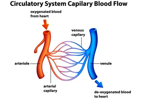 basics   circulatory system educational resources  learning