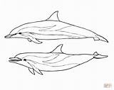 Dolphin Coloring Dolphins Pages Two Striped Realistic Drawing Line Spinner Printable Color Draw Drawings Getdrawings Bottlenose Neo Categories Supercoloring sketch template