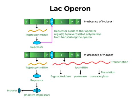lac operon concept diagrams regulation