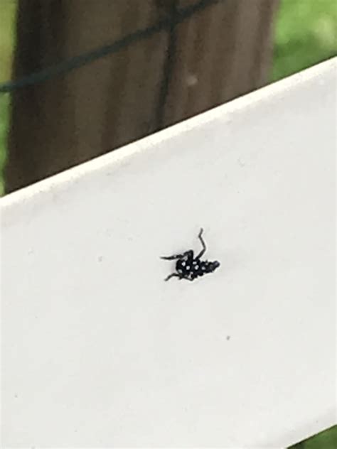 small black bug  white spots   extension