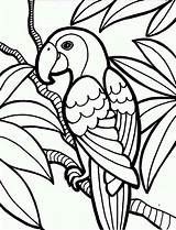 Jungle Coloring Parrot sketch template