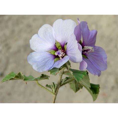 lilac hibiscus lilac wild flower flower purple      laminated poster  bright