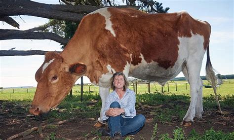 big moo may be world s largest cow at 14 foot long and 190cm tall daily mail online