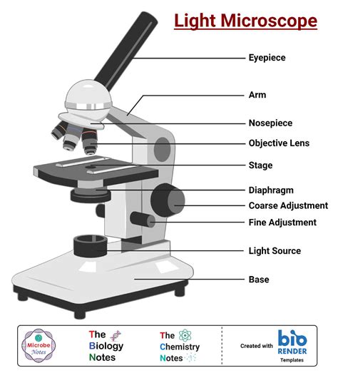 main components   light microscope parts   microscope  functions  labeled