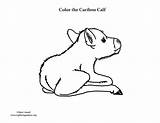 Caribou Calf sketch template