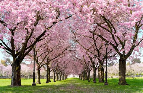 Spring Sakura Trees Flowers Free 3d Cherry Blossom Android Apps On