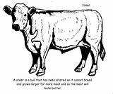 Coloring Steer Pages Longhorn Angus Cow Drawing Bull Clipart Vintage Cattle Colouring Getdrawings Kids Color Printable Book Getcolorings Webstockreview Gif sketch template