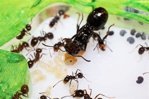 kill  queen ant dr death pest control