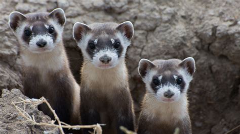 recovery hope  black footed ferrets     endangered