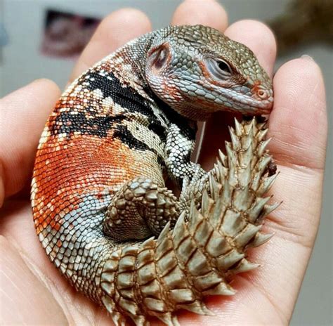 pet lizards anna blog