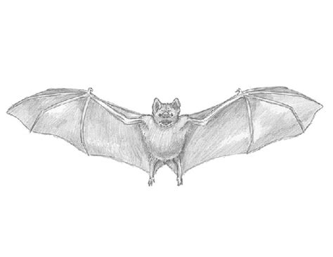 bat animalstodraw