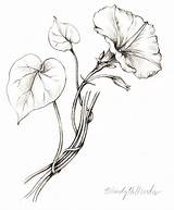 Glory Morning Drawing Flower Tattoo Glories Flowers Vine Drawings Pencil Draw Sketches Botanical Plant Line Hollender Wendy Illustrations Hydrangea Collection sketch template