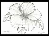 Bunga Raya Lukisan Mewarna Corak Cikimm Hitam Putih Raflesia Fantastis sketch template