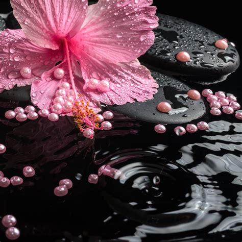 hibiscus zen spa hibiscus hibiscus tea rocks  crystals