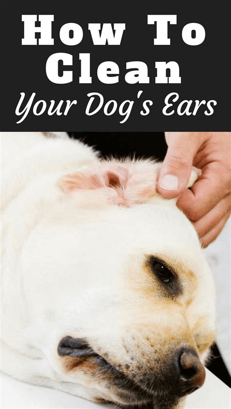 clean  labradors ears