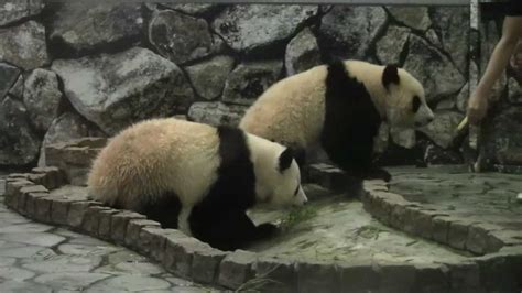 1 26 August 2011 Giant Panda Twin Cubs Kaihin And Youhin