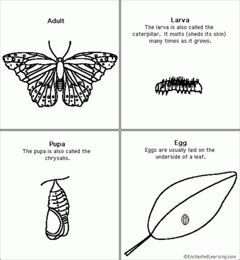 butterfly life cycle coloring page az coloring page butterfly
