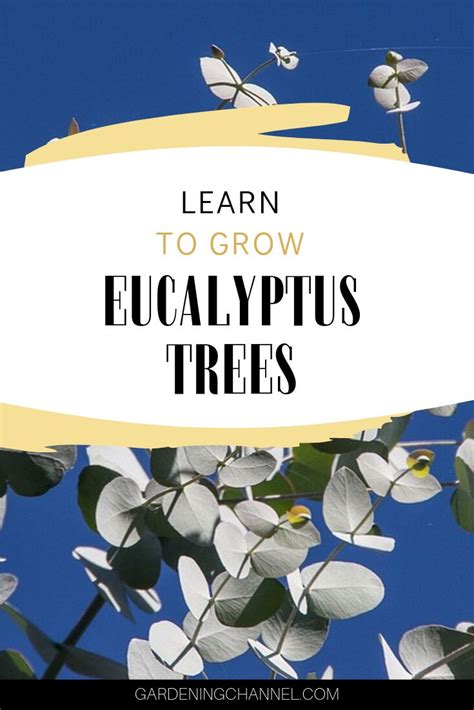 growing eucalyptus  containers dont   gardening tips