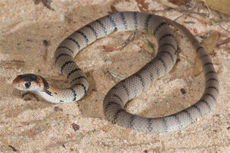 discovery reveals baby brown snakes undergo venom transformation