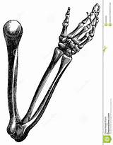 Arm Bones Vintage Engraving Hand Human Illustration Bone Anatomy Thumbs Stock Anatomical Dreamstime Arms Visit System sketch template