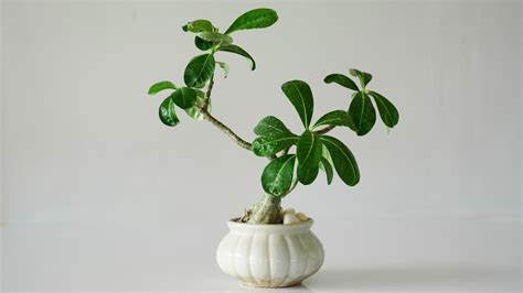 Discovernet How To Successfully Care For Your Desert Rose