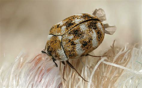 How to Get Rid of Carpet Beetles - Professional Cleaning