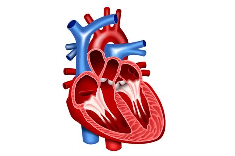 organ jantung manusia siswa yuk belajar halaman  kompascom