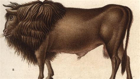 long extinct auroch cattle   resurrected   breeding