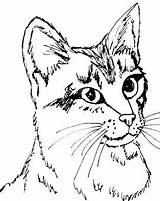 Coloring Pages Cat Tabby Anime Color Printable Real Animal Cats Kitten Patterns Detailed Colouring Realistic Puppy Cute Getcolorings Sheets Kittens sketch template