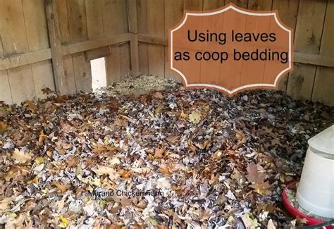 using leaves as coop bedding chicken coop cheap chicken coops best
