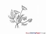 Herbs Coloring Pages Kids Sheet Title sketch template