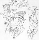 Thistle Drawing Scotch Paintingvalley Collection Scottish sketch template