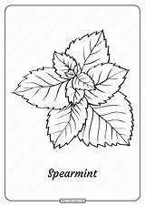 Spearmint sketch template